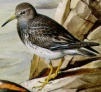 bird