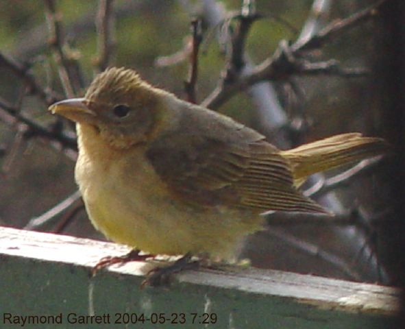 bird-spg