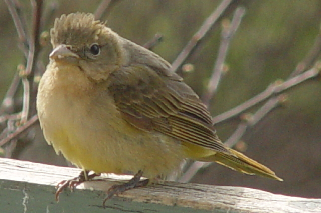 bird-sp