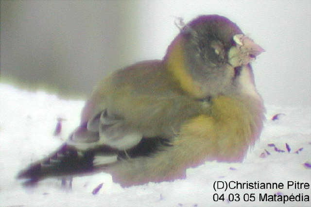 04 03 05 Gros-bec errant 1 371