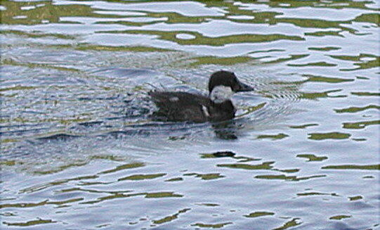 01 07 04 canard sp 1