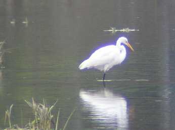 graigrette17C