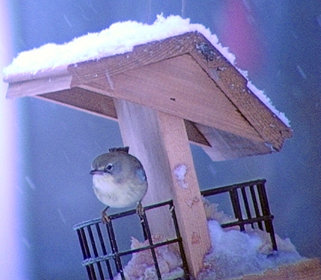 Paruline des Pins-1