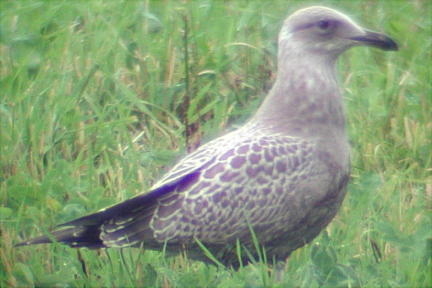10 09 04 Goéland sp 4 812