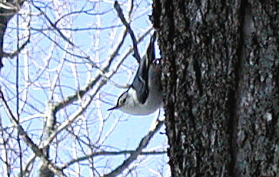 24 02 05 Sittelle à poitrine blanche 2 308